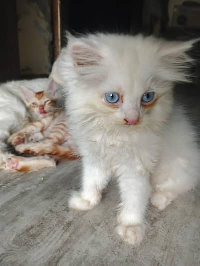 Kitten for Sale