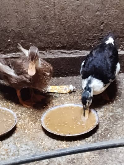 Younger ducks