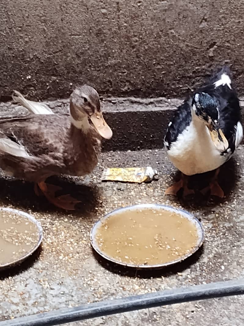 Younger ducks 1