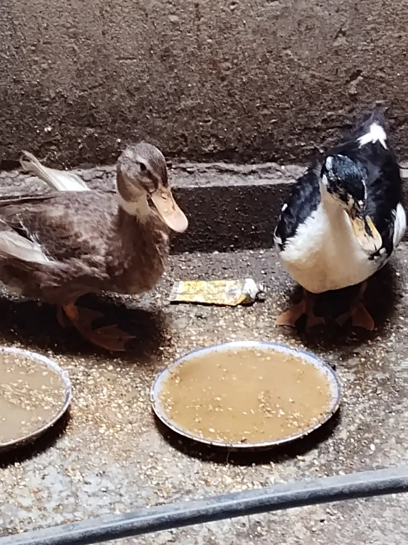 Younger ducks — photo 2