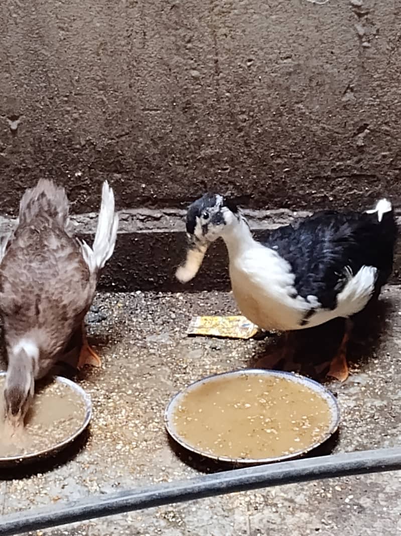 Younger ducks 2