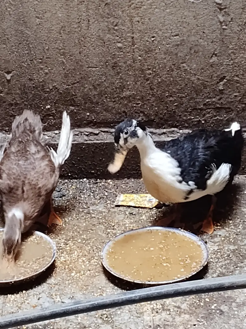 Younger ducks — photo 3