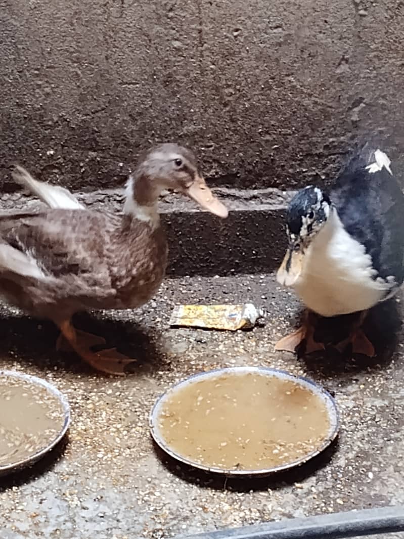 Younger ducks 3