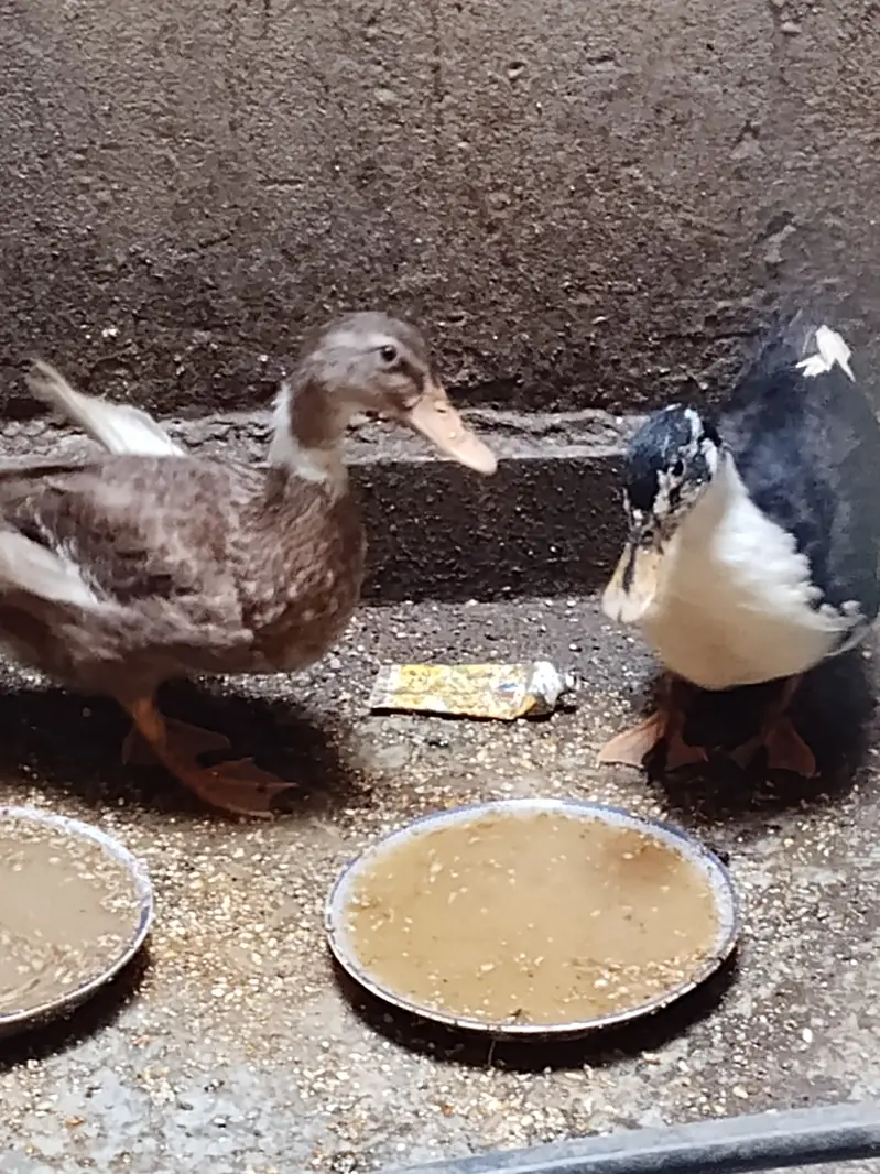 Younger ducks — photo 4