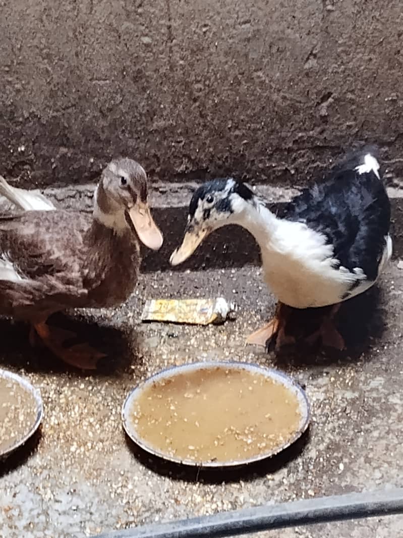 Younger ducks 4