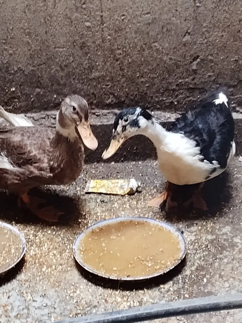 Younger ducks — photo 5