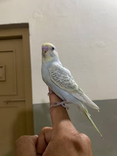 Beautiful Handtame Rainbow Budgie