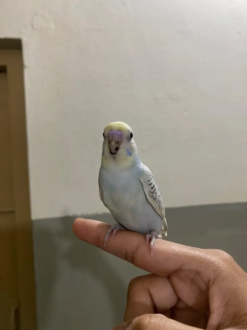 Beautiful Handtame Rainbow Budgie — photo 2