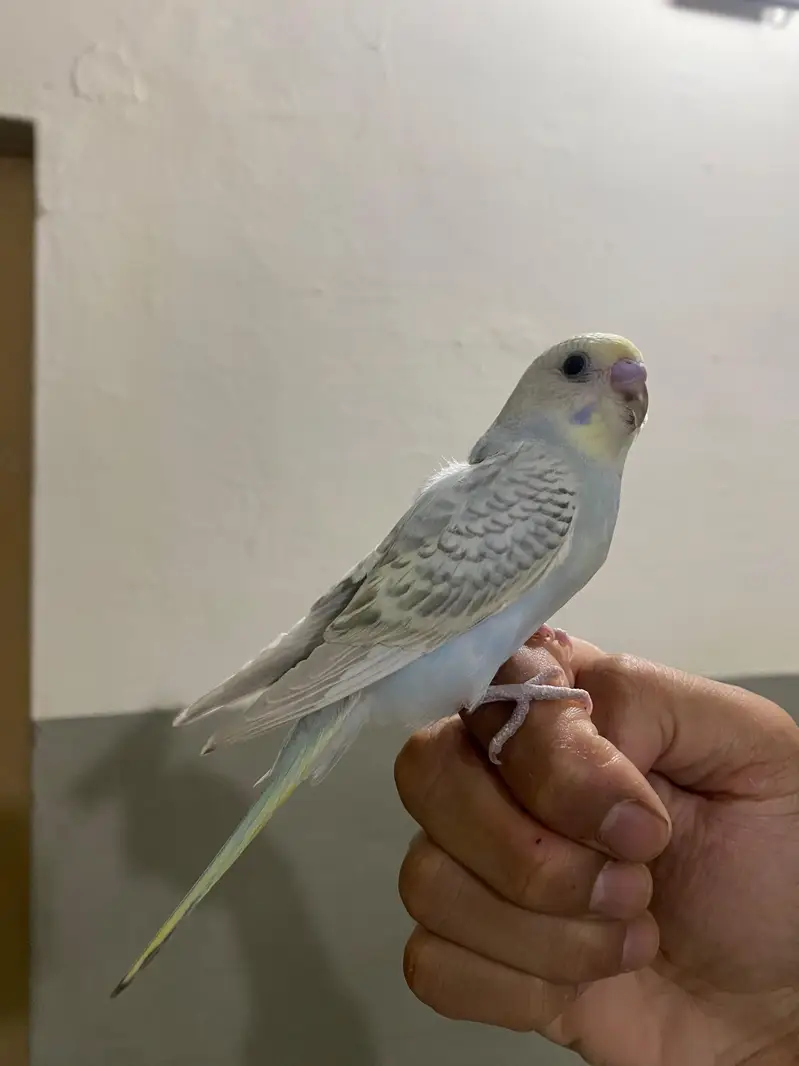 Beautiful Handtame Rainbow Budgie — photo 3