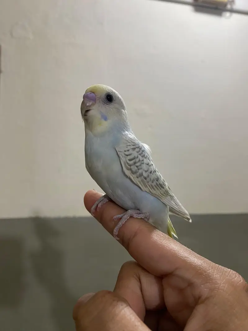 Beautiful Handtame Rainbow Budgie — photo 4