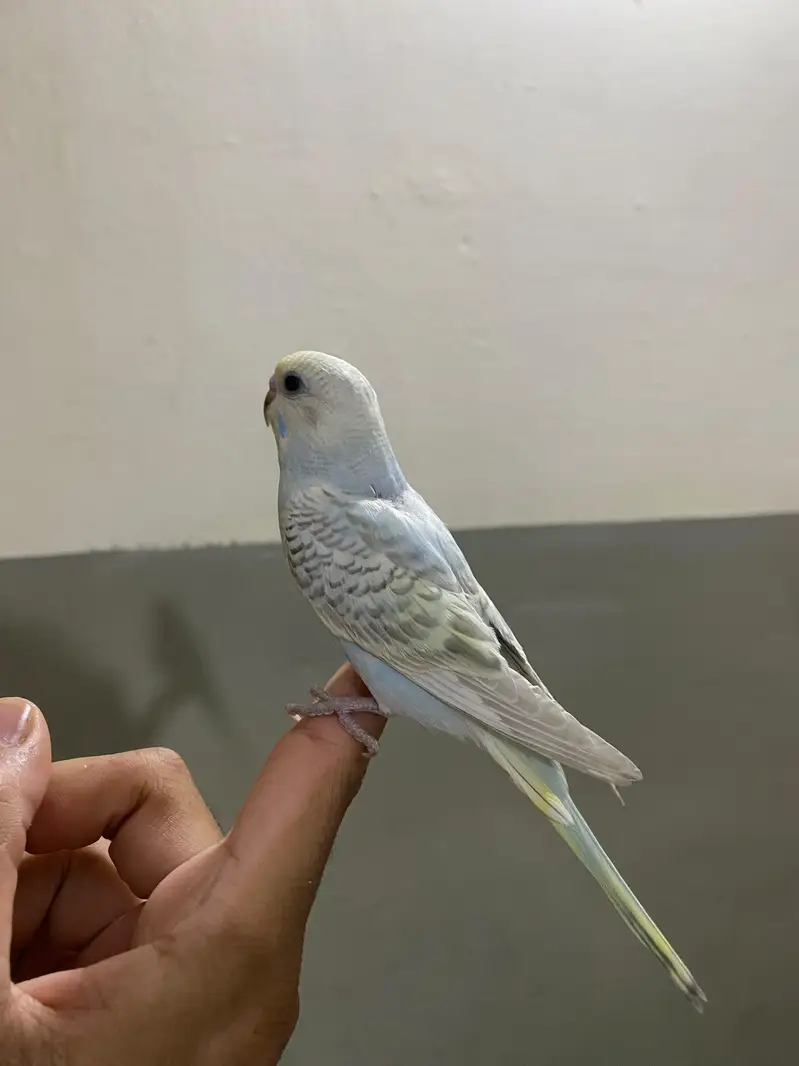 Beautiful Handtame Rainbow Budgie — photo 5