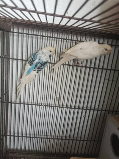 astaliyan birds