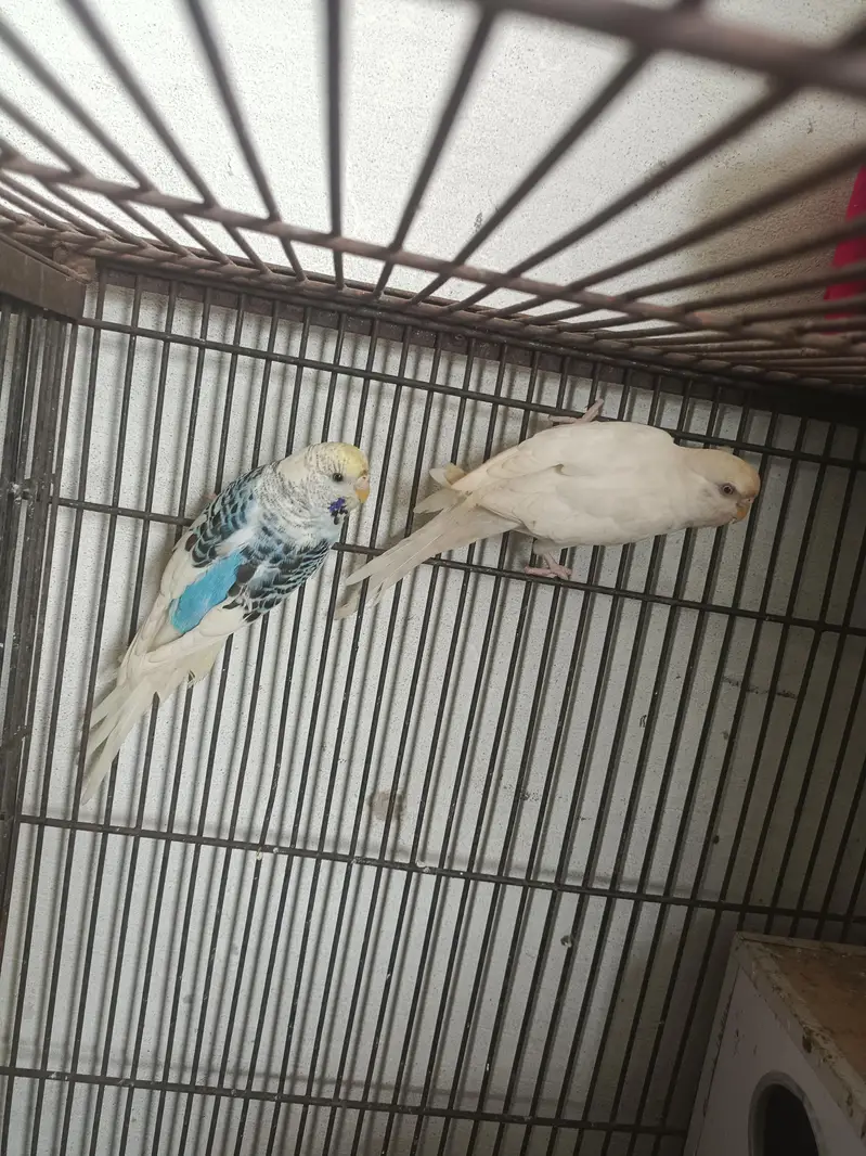 astaliyan birds — photo 2