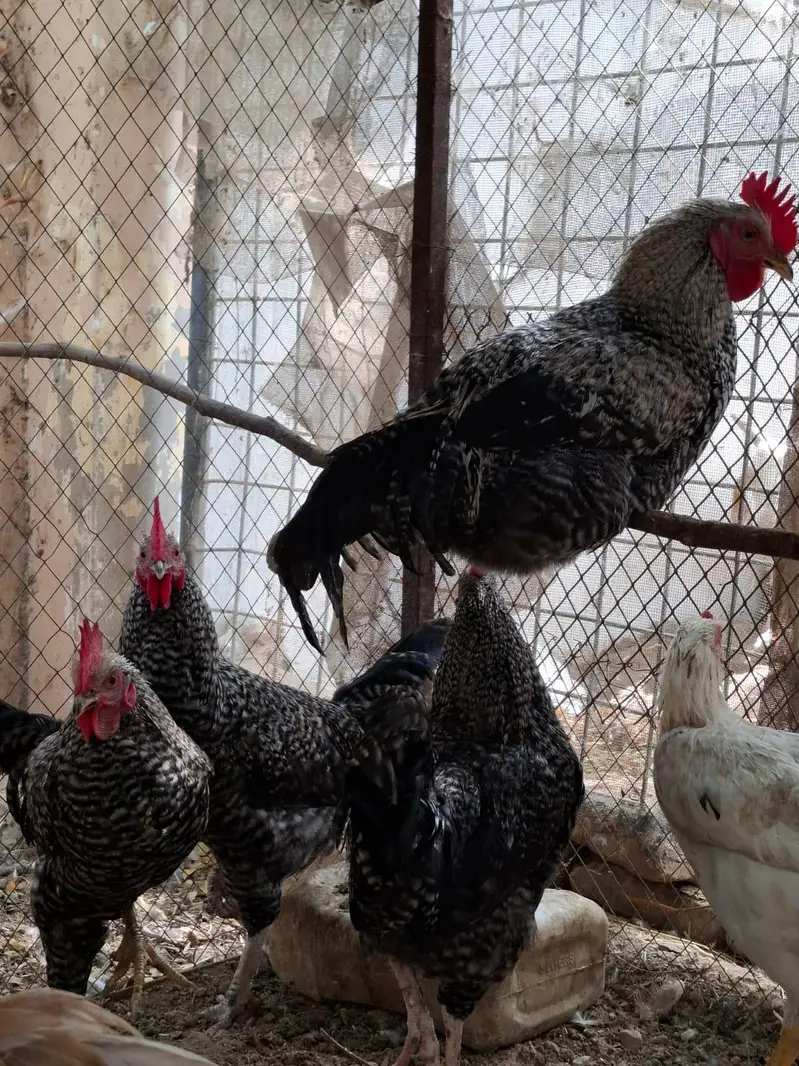 Plymouth birds — photo 3