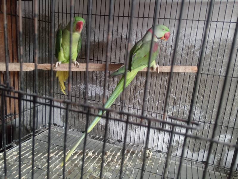PARAT RAW 2