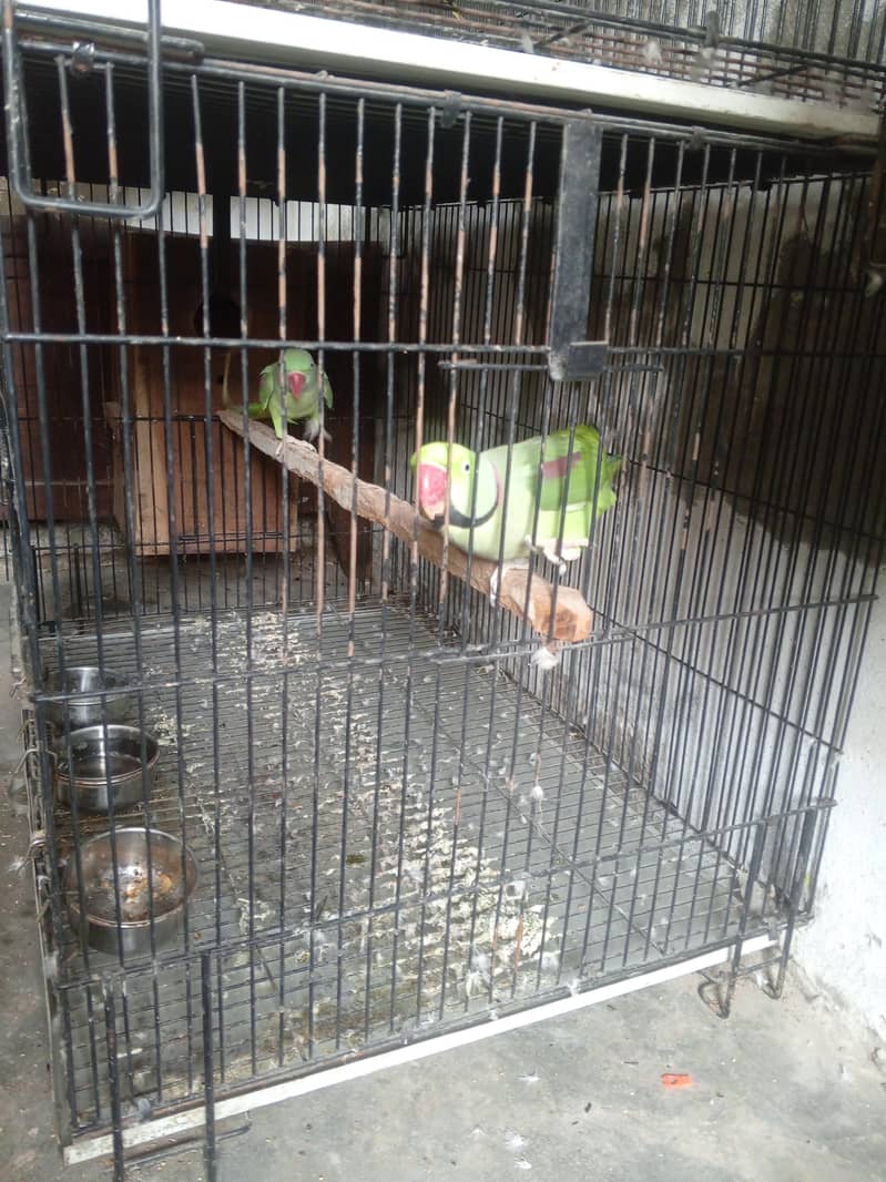 PARAT RAW 3