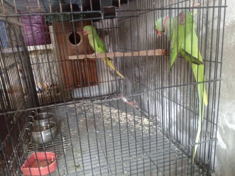 PARAT RAW 4