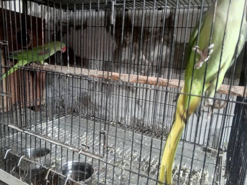 PARAT RAW 5