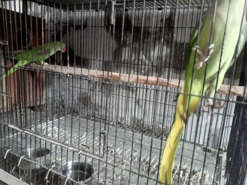 PARAT RAW — photo 6