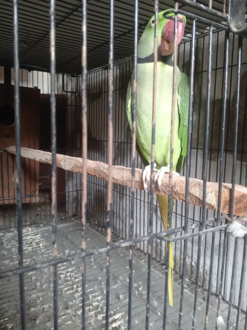 PARAT RAW — photo 11
