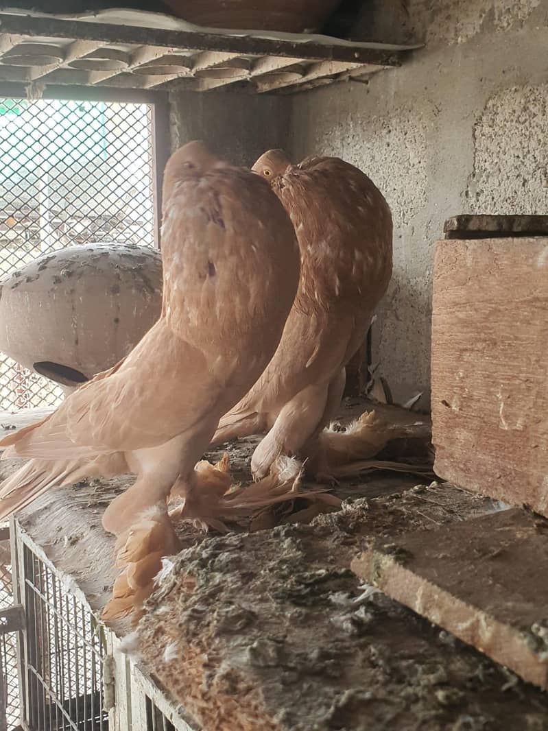 Breeder pair 0