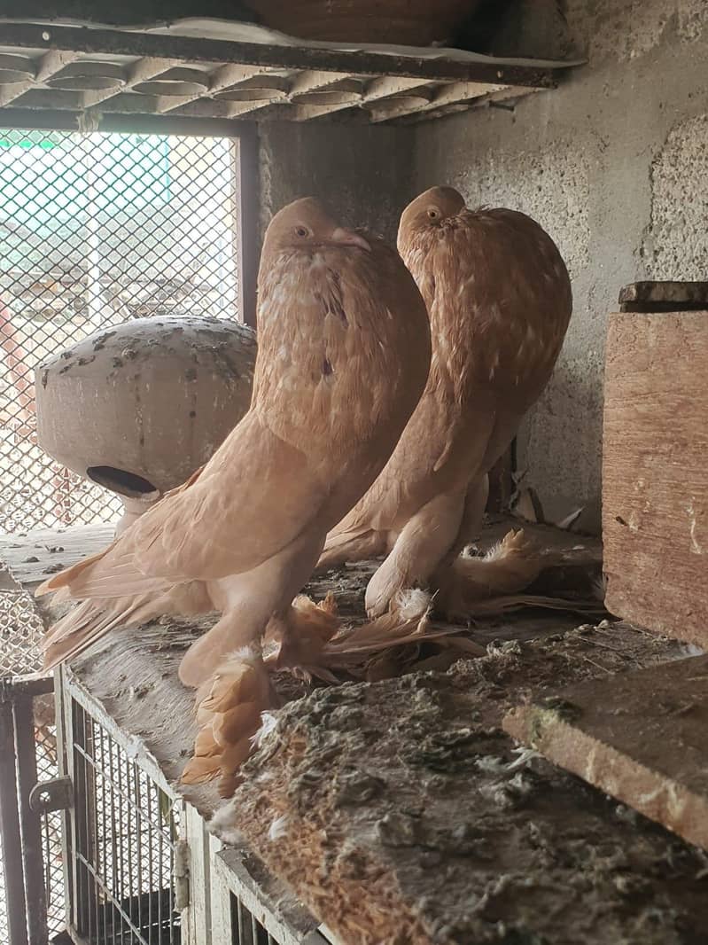 Breeder pair 1