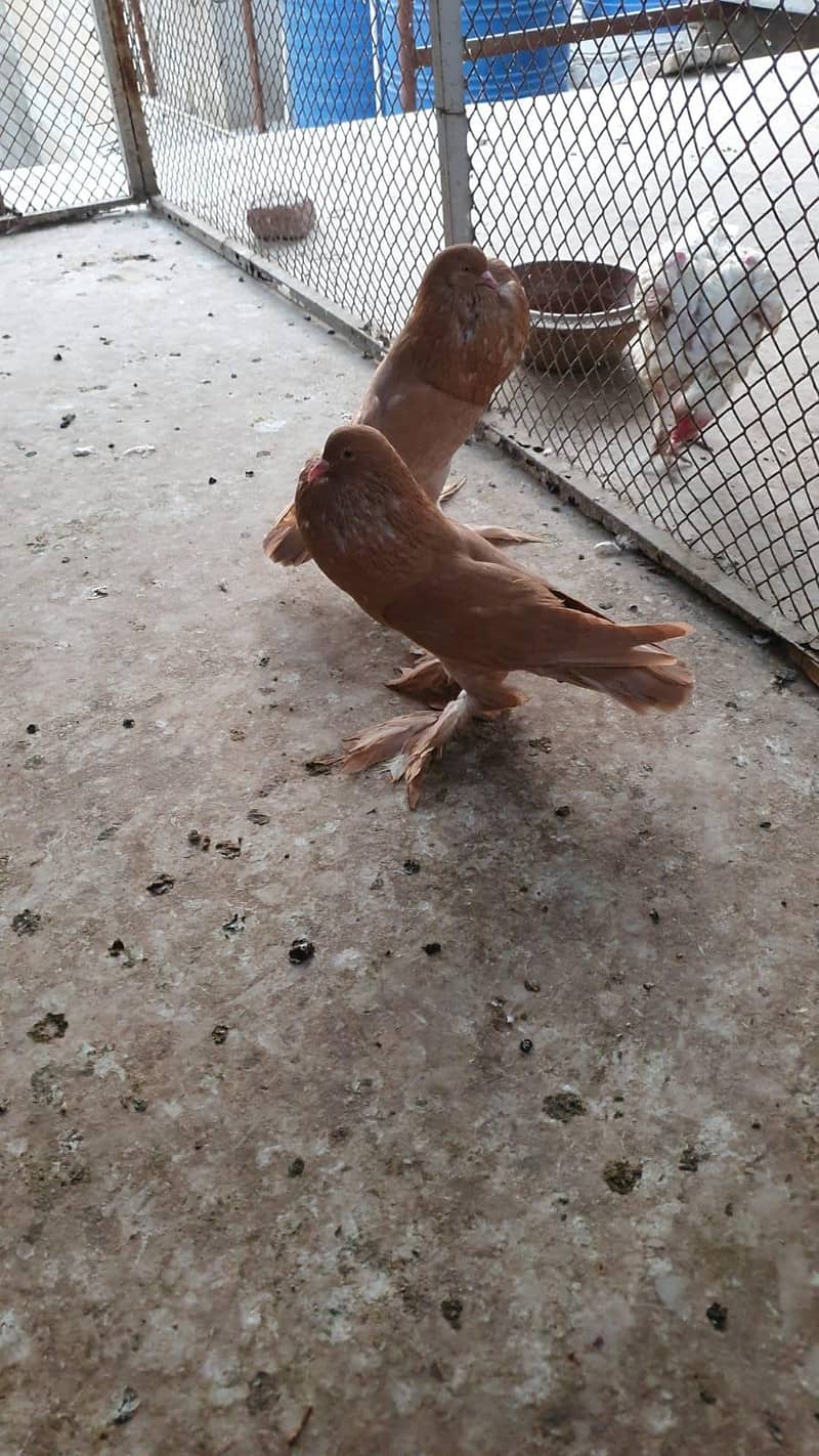 Breeder pair 3