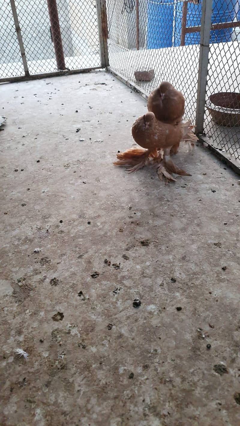 Breeder pair 4