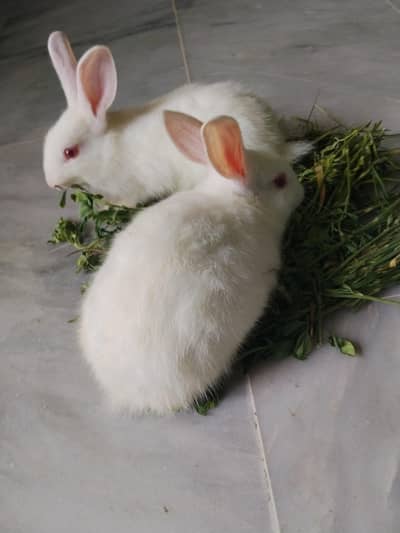 adorable baby rabbit