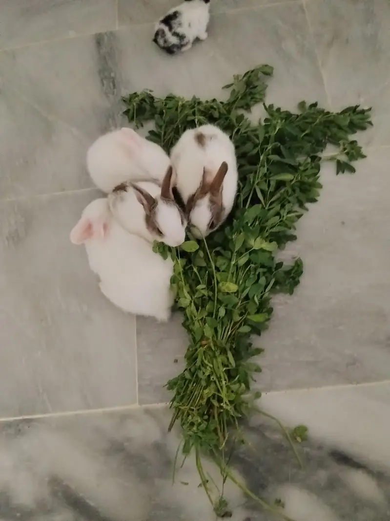 adorable baby rabbit — photo 2