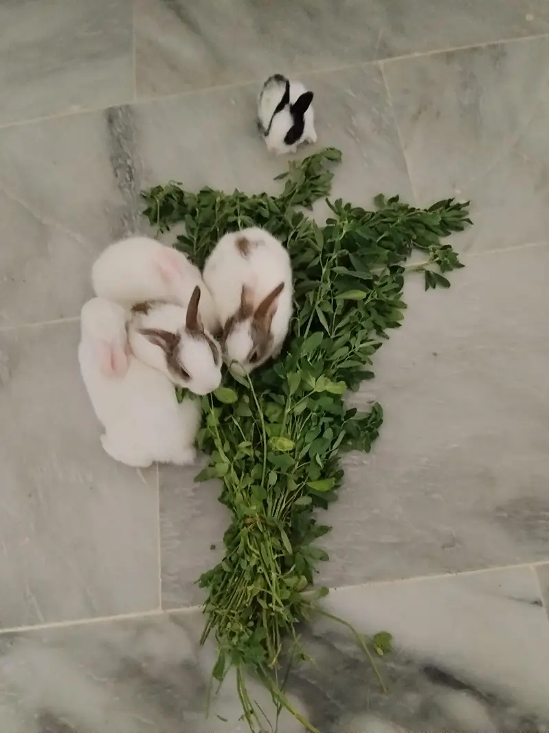 adorable baby rabbit — photo 3