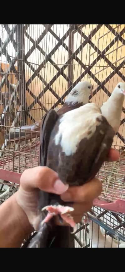 Karbalai breedar pair and 1 chicks