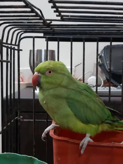 Green Parrots