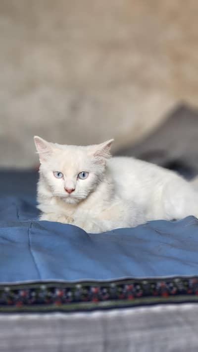 Presian White Cat