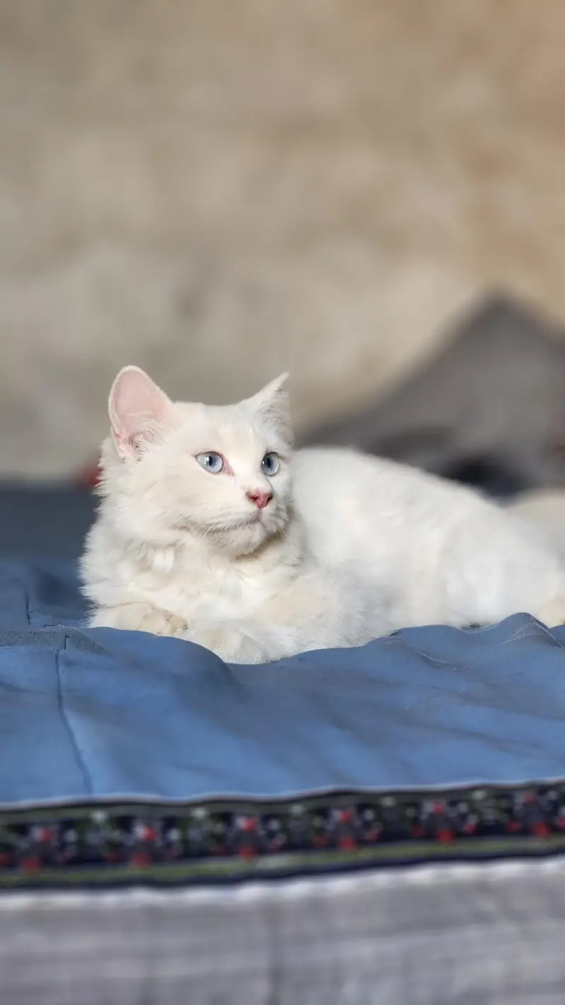 Presian White Cat — photo 2
