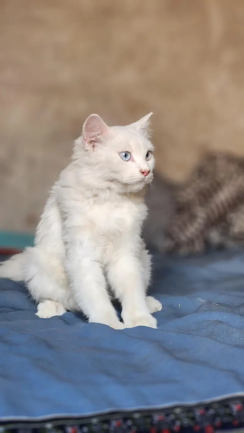 Presian White Cat — photo 3