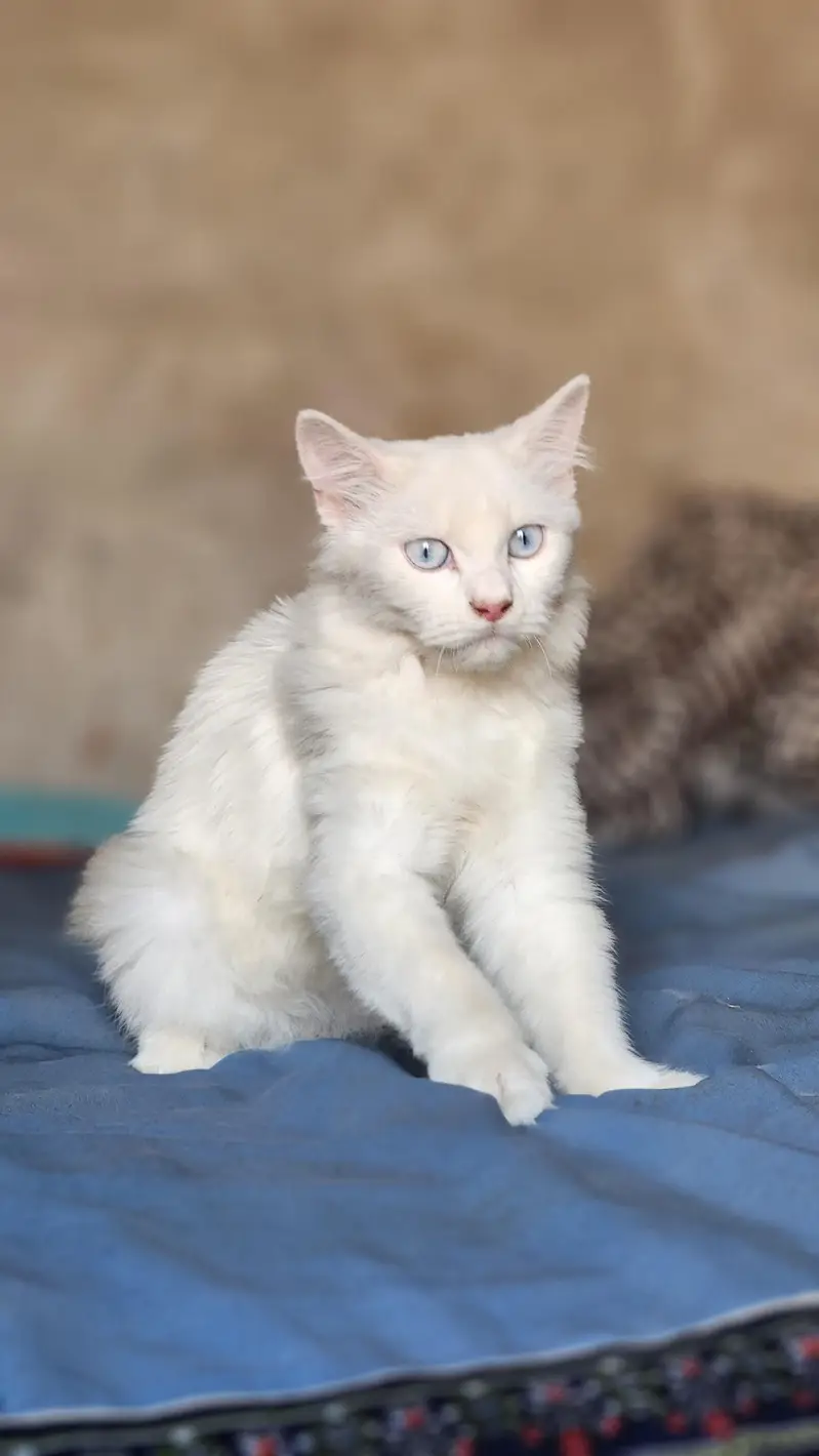 Presian White Cat — photo 4