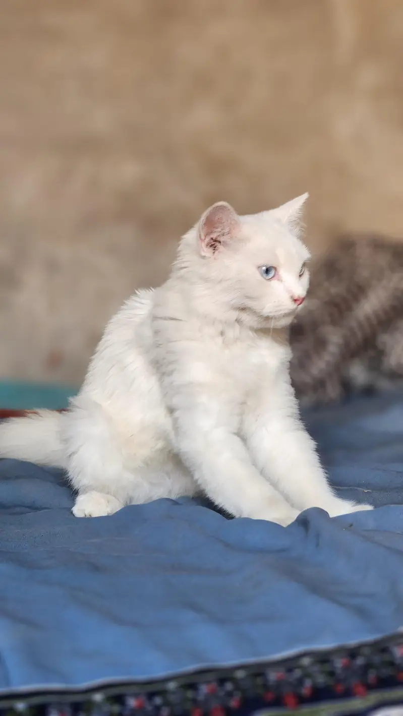 Presian White Cat — photo 5