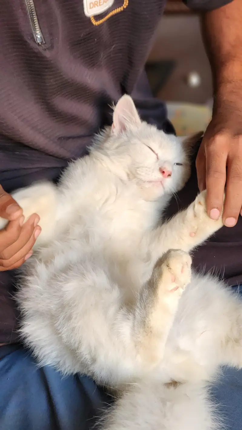 Presian White Cat — photo 6