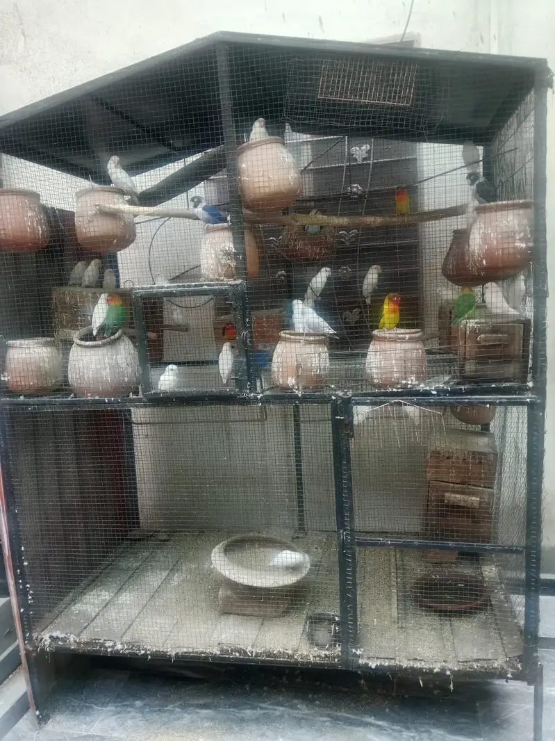 Love birds — photo 3