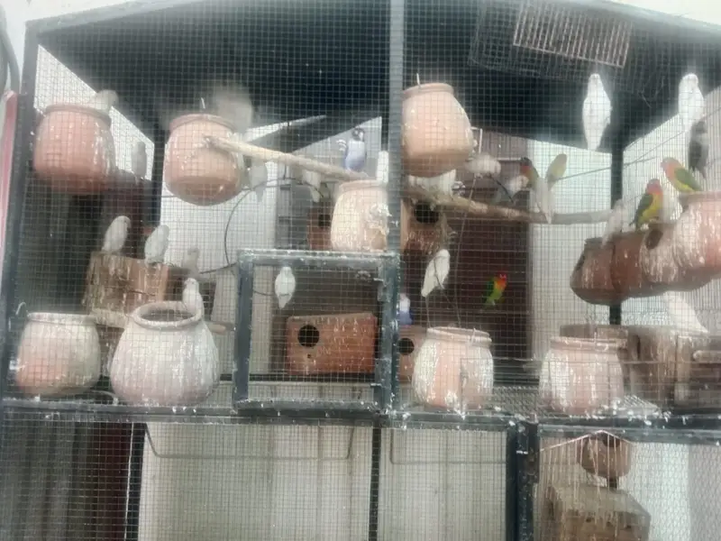 Love birds — photo 5