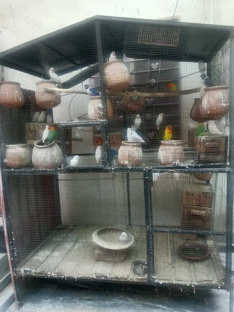 Love birds — photo 6