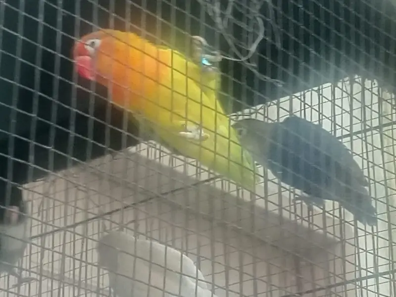 Love birds — photo 7