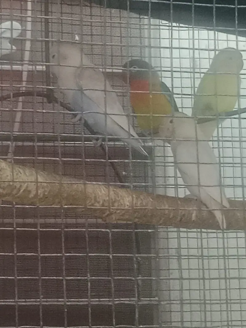 Love birds — photo 8