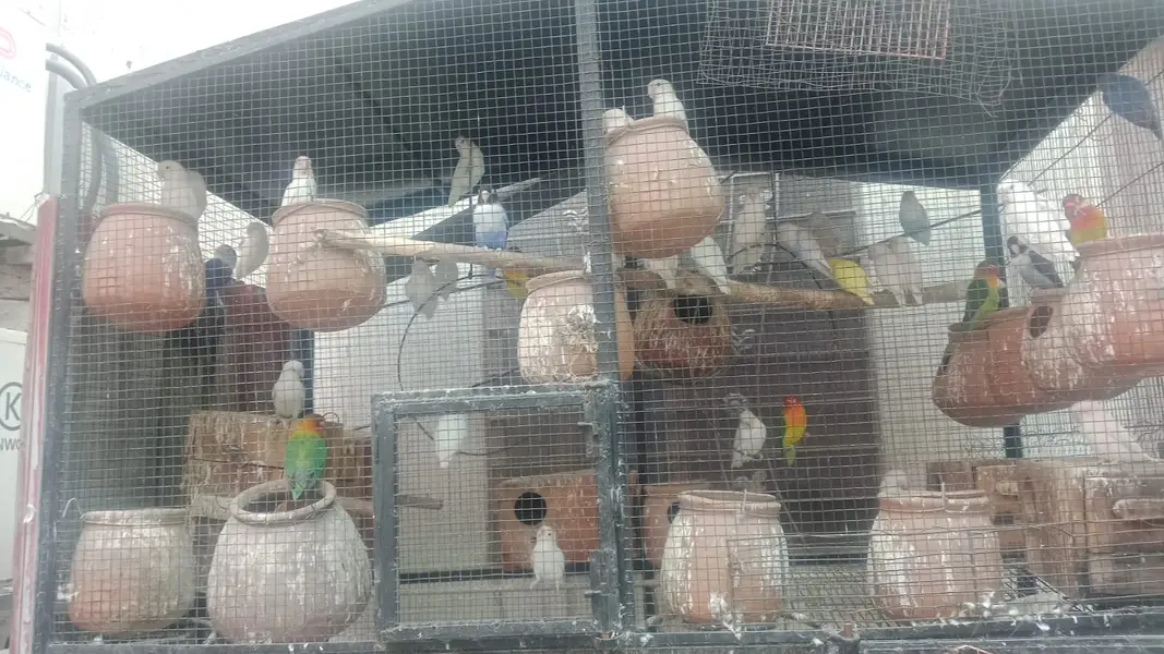 Love birds — photo 9