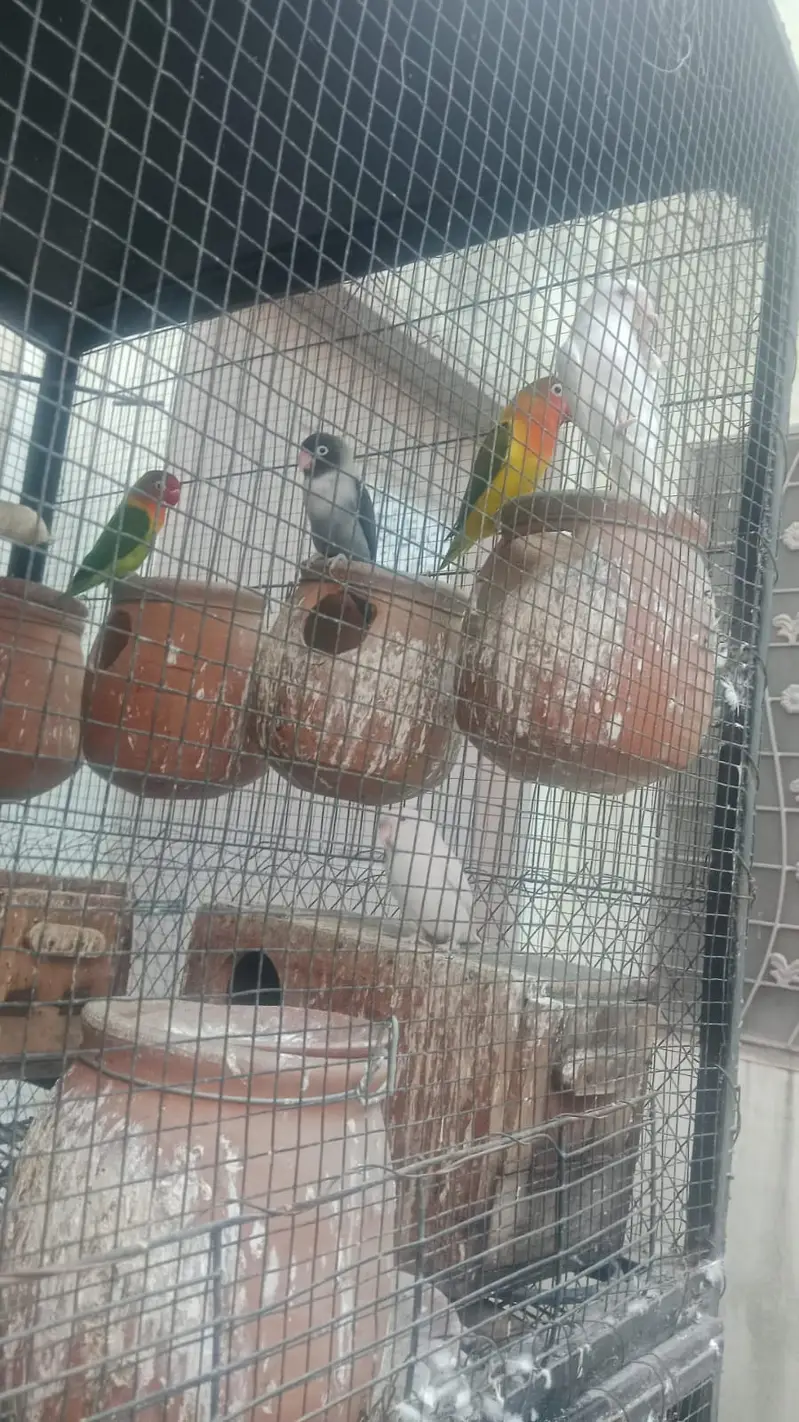 Love birds — photo 10