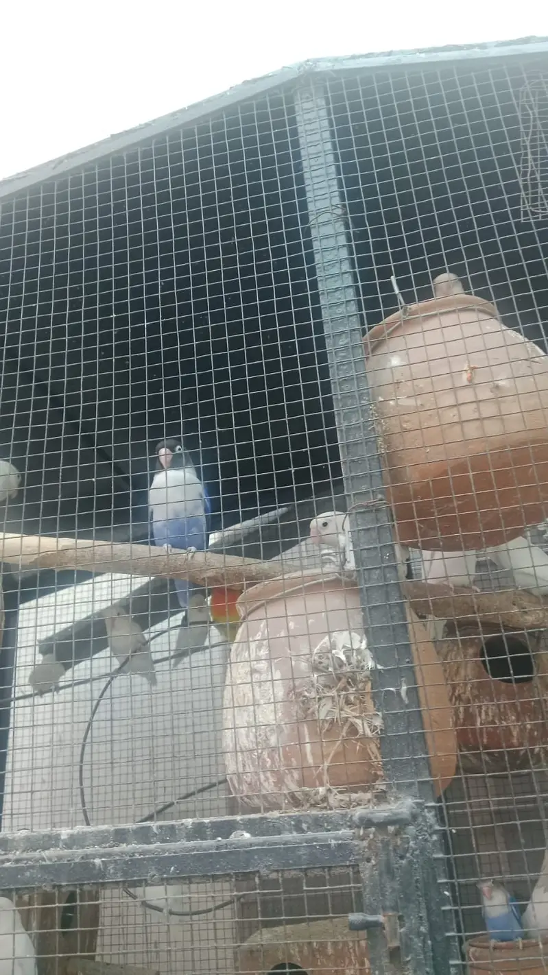 Love birds — photo 11