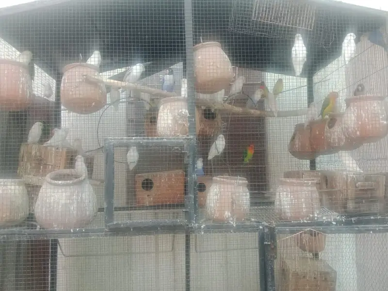 Love birds — photo 12