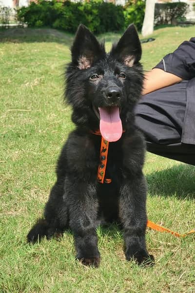show quality imported bloodline gsd lowbak male puppy for sale