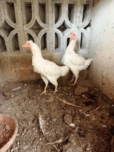 heera aseel madiyan available for sale